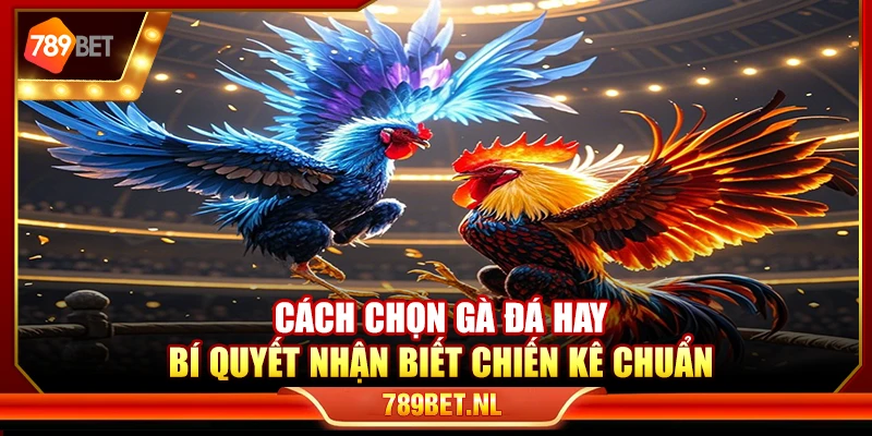 Cách chọn gà đá hay – Bí quyết nhận biết chiến kê chuẩn
