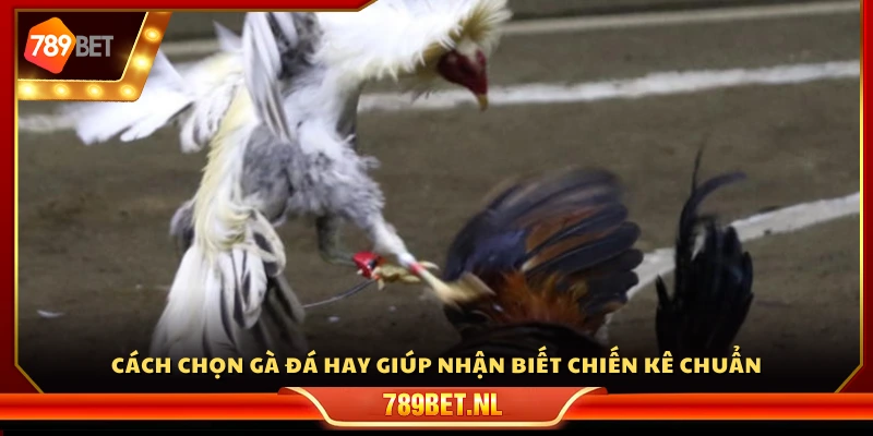 Cách thức nhận diện và cách chọn gà đá hay